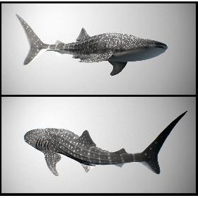 Whale Shark